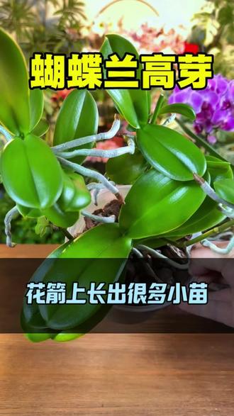蝴蝶兰高芽繁殖 蝴蝶兰花谢了,花建设还能养出很多颗小苗方法,其实很简单#蝴蝶兰 #养花小知识 #花卉绿植 #高芽繁殖