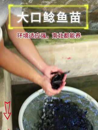 大口鲶属于大型凶猛肉食性鱼类,长势快,抗病强,成活高,能过冬 #大口鲶鱼 #鱼苗 #水产养殖 #三农 #户外