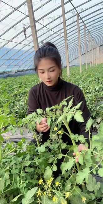 让它在地面上躺几天吧,让地温给他带来些许温暖,之后的天气实在是太冷啦 #农技人 #90后新农人 #农业种植技术分享