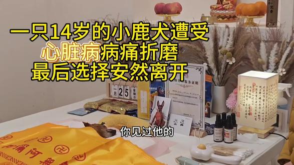 一只14岁小廘犬遭受心脏病病痛折磨,最后选择安然离开#宠物善终 #郑州宠物 #宠物殡葬 #毛孩子 #陪伴