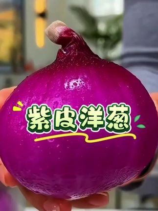 #洋葱 #现挖现发新鲜洋葱 #紫皮洋葱 #水果洋葱 #好吃到停不下来