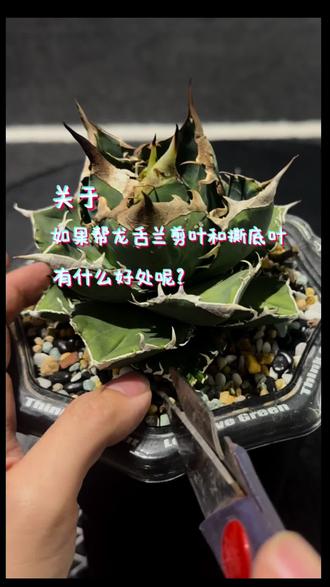 关于龙舌兰修剪底叶和撕底叶,有什么好处呢?
分享如何给养了半年的立可白剪底叶和撕底叶
都是个人习惯 欢迎大家在评论区分享大家的方法
好久没更新😆 沉迷玩龟了
接下来会加快更新速度 有大家最喜欢看的 天台养龙系列
有野龙 和 杂交出现 记得关注喔~
#龙舌兰 #仁王冠 #多肉 #多肉植物 #块根植物