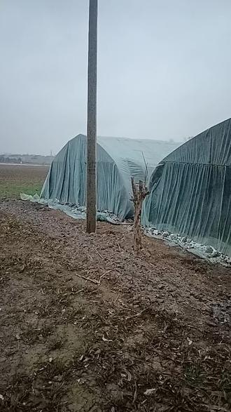 大棚膜终于上完了