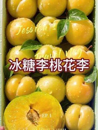 正宗冰糖李|香甜爆汁。这个冰糖李,真的绝好吃,没吃过的宝子们一定要尝尝,果体圆润饱满,又大又甜,色泽红中带绿,表面还覆盖着一层薄薄的果粉,咬上一口,那口感简直绝了!果肉厚实,鲜嫩多汁,一口下去满满的都是甜蜜的果汁在嘴里爆开。它的甜度相当高,吃起来就像冰糖一样甜,但又不会甜得发腻。而且它皮很薄,果肉与果核分离,轻松一咬就能吃到饱满的果肉,无论是当作日常的水果零食,还是招待亲朋好友,或者是作为礼物送人,冰糖李都是绝佳的选择。闲暇时,坐在沙发上,吃着清甜多汁的冰糖李,追追剧、看看书,简直太惬意了。#冰糖李 #太好吃了 #新鲜应季水果 #现摘现发 #快来一起尝个鲜