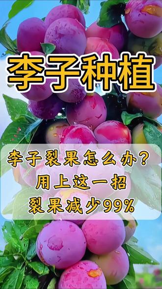 一招减少99%的裂果 #李子裂果 #果园 #李子成熟