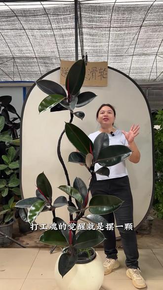 被嫌弃长得慢?黑金刚不在乎,它知道慢慢来比较快 #花卉绿植 #室内盆栽 #大型盆栽 #黑金刚橡皮树 #精品黑金刚橡皮树
