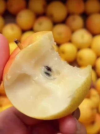 #南国梨 #新鲜采摘 #当季水果 #优质水果 #助农水果