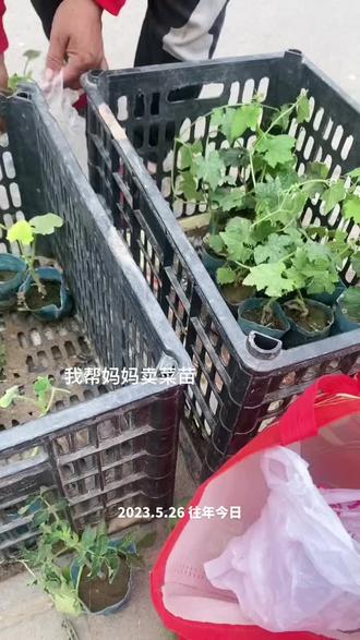 妈妈是勤劳的小蜜蜂😊