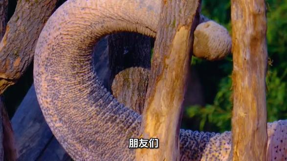 原来大象的鼻子用处这么多