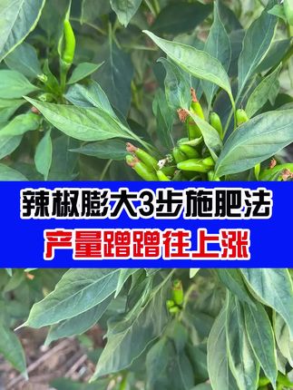 辣椒膨大3步法终于公布啦,赶紧看过来 #辣椒种植 #抖音助力三农上热门 #果实膨大