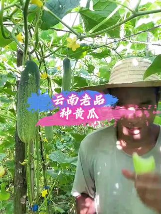 云南文山本地黄瓜小时候的味道老品种黄瓜#蔬菜 #快来一起尝个鲜 #口感特别好 #黄瓜 #嘎嘎好吃