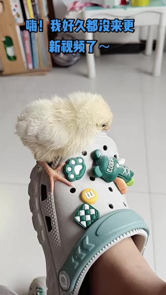 希望能火 他天天教我,还得更新视频