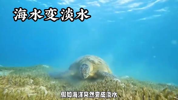 假如海洋突然变成淡水,海洋生物会灭绝吗? #海洋环境保护 #深海探索系列 #海龟培育 #保护海龟 #科普知识