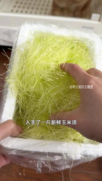 兔兔和猪猪的快乐就这么简单!新鲜玉米须当辅食,营养又解馋 #玉米须 #兔兔 #荷兰猪 #家有萌宠 #在抖音入手的好东西