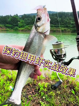 银甲虾实战效果 小饵远投鱼的警惕性低,鱼容易开口还得银甲虾这鱼情太爽了。#路亚翘嘴 #路亚#银甲虾