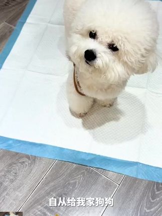 狗狗尿垫宠物尿垫隔尿加厚吸水瞬吸防漏大号