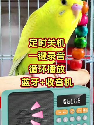 #鸟类学习机 #鸟类学语录音 #教鸟学说话 #鹦鹉学舌 #记录宠物的日常生活