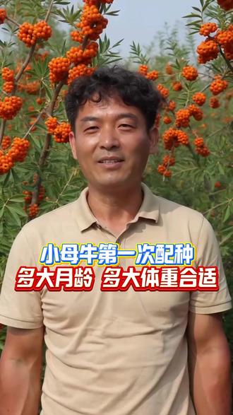 小母牛第一次配种,多大月龄,多大体重合适 #牛羊养殖 #养殖人加油 #三农养殖 #养牛技术