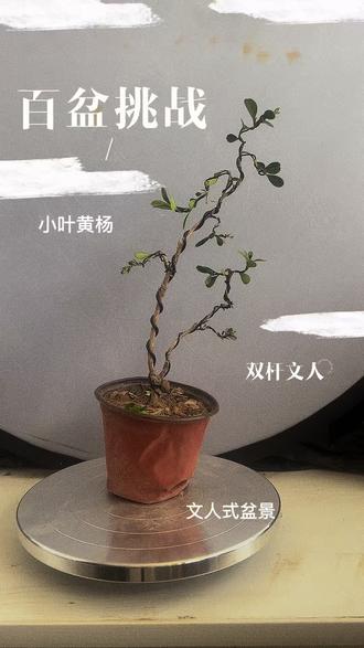 双杆文人盆景 #盆景制作 #盆景艺术 #盆景#黄杨#黄杨盆景