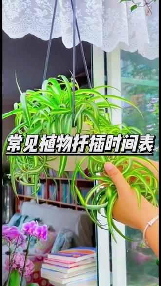 常见植物的扦插时间,记不住的先点赞收藏,以免用的时候找不到#养花小知识 #植物扦插时间 #分享家庭养花知识 #爱生活爱养花 #种植小技巧