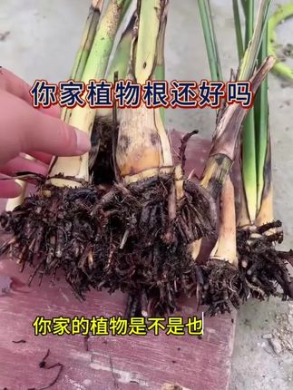 你家植物的根还好嘛#种植 #果树种植 #盆景 #花卉绿植