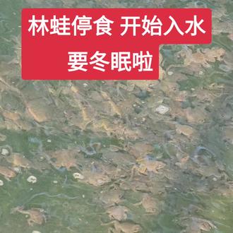#上热门 #林蛙养殖基地 林蛙开始准备冬眠