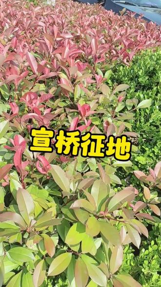 宣桥最新征地,一起来看看