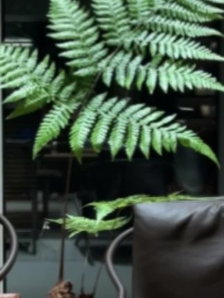 虹:/ 鳞蕨网红爆款室内绿植苔藓球水培款耐低温禅意意境感】#室内绿植 #水培植物 #好物分享 #绿植盆栽