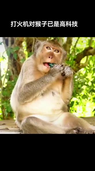 猴子使用打火机