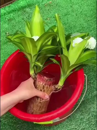 巴西木幸运木懒人开花格鲁特好养活办公室卧室阳桌台室内绿植盆栽#爱生活爱养花 @DOU+小助手