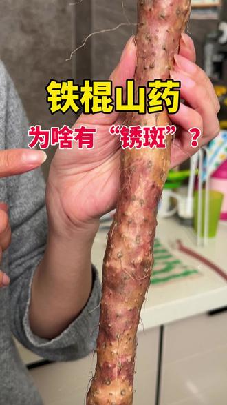 铁棍山药,为啥有“锈斑”? 买山药时看到表皮有褐红斑?别慌!那不是发霉,是它的“正宗”的身份证
今天带大家了解铁棍山药的独特“铁锈斑”从哪来、为何珍贵?
#铁棍山药 #温县铁棍山药 #垆土山药 #生活科普 #健康饮食