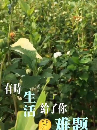 出售多色的木槿花