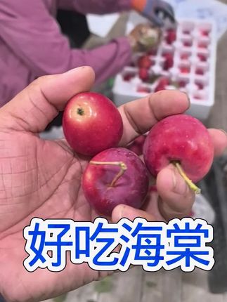 没下单的抓紧了,老味道海棠果,闻着也香
