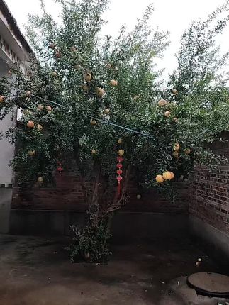 SKRY/施凯瑞麦角硫因奇迹霜补水保湿霜抗皱紧致男女通用淡化面霜#记录生活 #养育之恩大于天 #纪录美好生活 #我的亲人