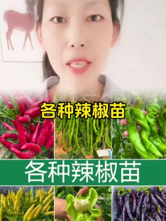 山东寿光苗场 辣椒苗大全 朝天椒菜苗尖椒蔬菜苗辣椒树#辣椒 #辣椒苗 #优质种苗 #阳台小院均可种植 #辣椒种植