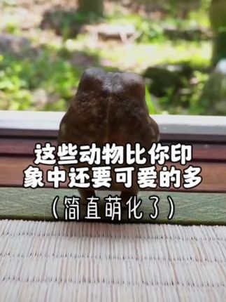 零壹动物城