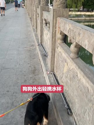 #萌犬 #毛孩子 #动物的迷惑行为 #狗狗 #宠物vlog