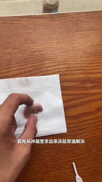 爬宠#爬宠饲养日常 #爬宠食物 #冻鼠 给爬宠解冻幼鼠的方法
