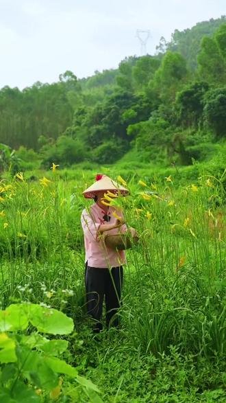 黄花菜种子 家里有个巴掌大的地方就能种#黄花菜种子 #优质农产品 #在家种菜