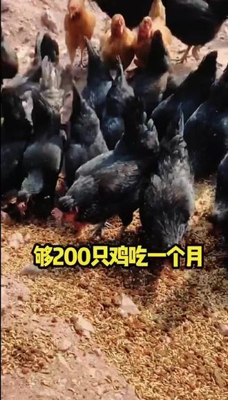 豆腐渣育虫喂鸡,鸡爱吃猛长品质好#三农 #养殖 #农村创业养殖 #养鸡 #养鸡人