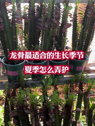 #龙骨花的养抨#龙骨花怎么养#龙骨花#爱生活爱养花 #花卉绿植