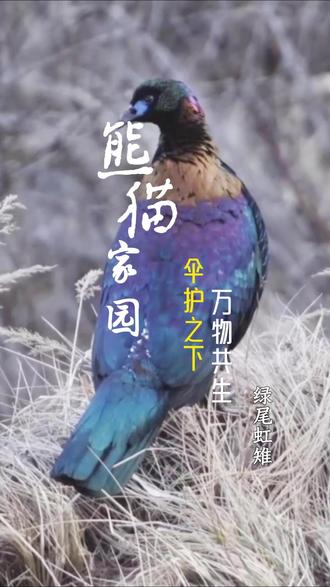 【熊猫家园:伞护之下,万物共生】第六集 绿尾虹雉 科普小贴士:
绿尾虹雉为中国特有的高寒地区濒危雉类,是国家一级重点保护野生动物。它们主要栖息于林线以上海拔3000-5000米左右的高山草甸、灌丛和裸岩地带,仅分布于中国西南部的西藏、四川、云南、青海、甘肃等地。因相貌极为漂亮、羽色炫彩夺目,被鸟类专家誉为“高山彩虹”。
绿尾虹雉的雌雄差异极为明显。雄鸟羽色缤纷绚烂,全身覆盖着绿色、蓝色、紫色以及金色的羽毛,颈部和背部的铜色羽毛闪耀着金属般的光芒。雌鸟则全身都是不起眼的灰色和红棕色羽毛,只有腰部是白色的,整体造型朴实——暗淡的羽毛可以帮助它与环境融为一体,不被天敌发现。它们性情机警,白天隐匿于灌丛或岩缝,清晨和傍晚到草木稀疏的高山草甸上活动。夏季多栖于海拔较高的裸岩地带,冬季则下迁至针叶林带。繁殖季为4-6月,雄鸟通过华丽的飞行展示和独特的鸣叫吸引雌鸟,雌鸟在悬崖峭壁的岩石间筑巢,每窝产卵3-5枚,孵化期约4周。雏鸟早成,出壳后不久即能跟随母鸟觅食。
四川是绿尾虹雉最重要的家园。由于栖息地生态脆弱、森林砍伐和偷猎等威胁,野生绿尾虹雉的数量一度下降。近年来,随着天然林保护、退牧还草等工程的推进,以及以国家公园为主体的自然保护地体系建设的“伞护”之下,绿尾虹雉的栖息地得到了有效恢复。在四川宝兴的蜂桶寨国家级自然保护区,创建了绿尾虹雉圈养繁殖计划,为这个物种的科学研究和保护提供了宝贵的资料。
熊猫家园:伞护之下,万物共生。下一集,你猜会遇见谁?
#绿尾虹雉 #野生动物保护 #动物科普 #自然保护区 #四川
来源:四川省林业和草原宣传中心、四川省林业和草原局自然保护地管理处
制作:余萌萌、向江荣