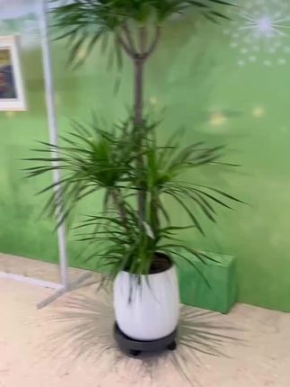 室内外皆可养,龙血树家族添生机,家居颜值蹭蹭提。#植物科普小知识 #绿色植物 #绿植#龙血树