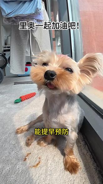 这就是养小体的代价!
#约克夏 #狗狗生病 #脊髓空洞 #养狗日常 #抵制超小体