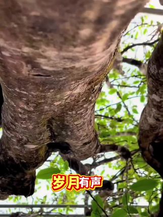 这款2013年珍藏版冰岛普洱茶生茶,给懂茶人准备的,勐库冰岛古茶以“香,甜,甘,苦,涩,津,气,香气独特,口感强烈,清香回甜、自然的冰糖甜,汤色明亮,存放越久茶香越醇,品质越佳。珍藏茶品, 笋壳包装!送礼首选!#普洱茶 #召唤茶友 #送礼佳品#口粮茶推荐#今天你喝茶了吗