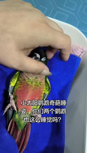 午睡的小太阳鹦鹉 你是懂享受生活的#真实生活分享计划 #鹦鹉 #鹦鹉日常 #抖音玩法合伙人计划 #抖音二创激励计划 @DOU+上热门 @DOU+小助手