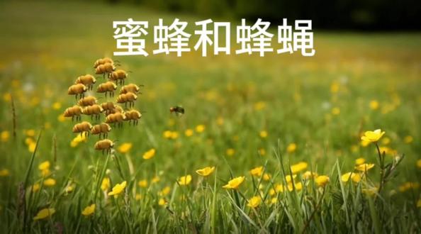 蜜蜂和蜂蝇
昆虫小世界
