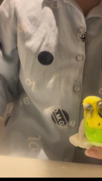 给bro洗澡#鹦鹉鹦鹉萌萌哒逗鹦鹉 #小鸡 #百部水 #洗澡#心灵痔疮