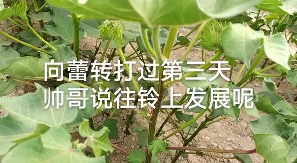 郑氏化工向蕾转,花芽分化剂,促蕾神器