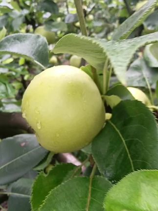 #应季水果 #新鲜采摘 #快来一起尝个鲜 #优质水果 #硕果累累
